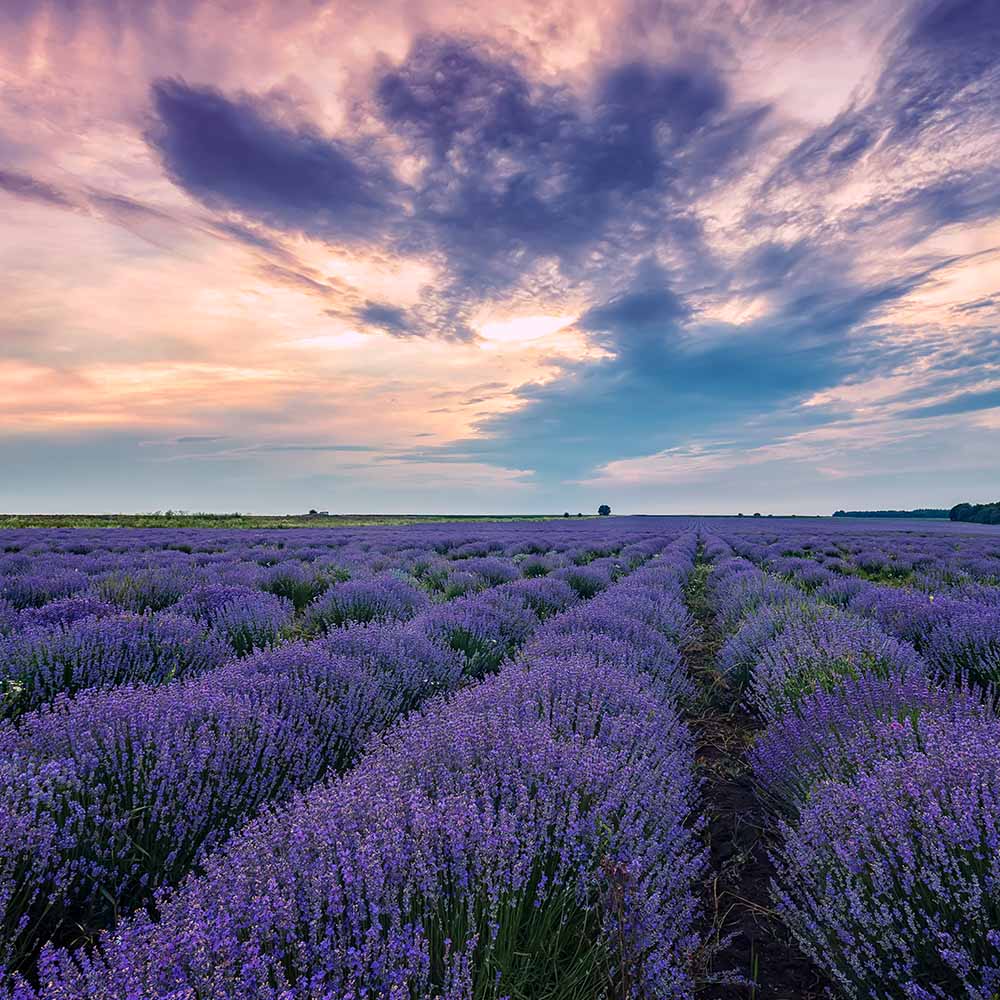 lavender-C546B79