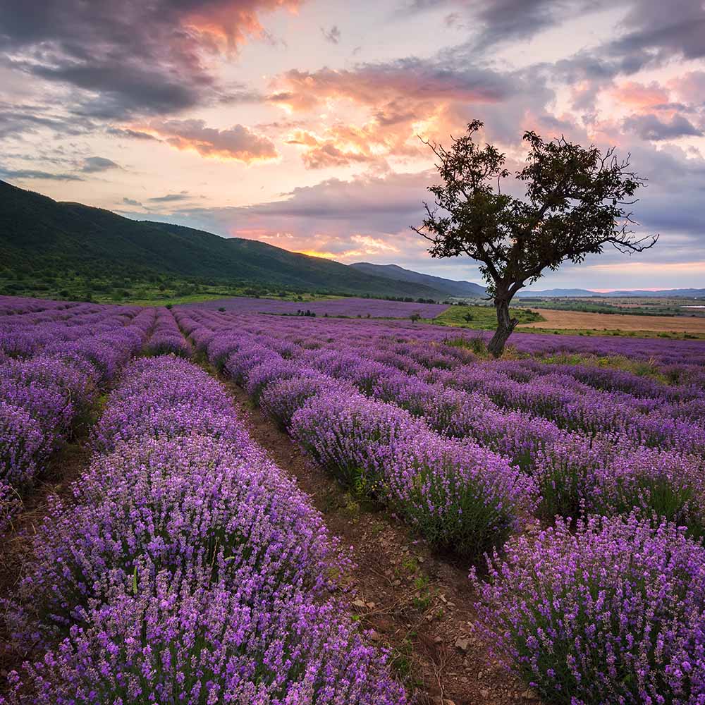 lavender-dawn-PT3GMXF
