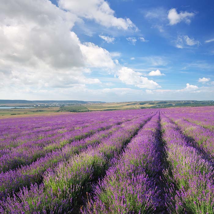 meadow-of-lavender-EGL3TFB