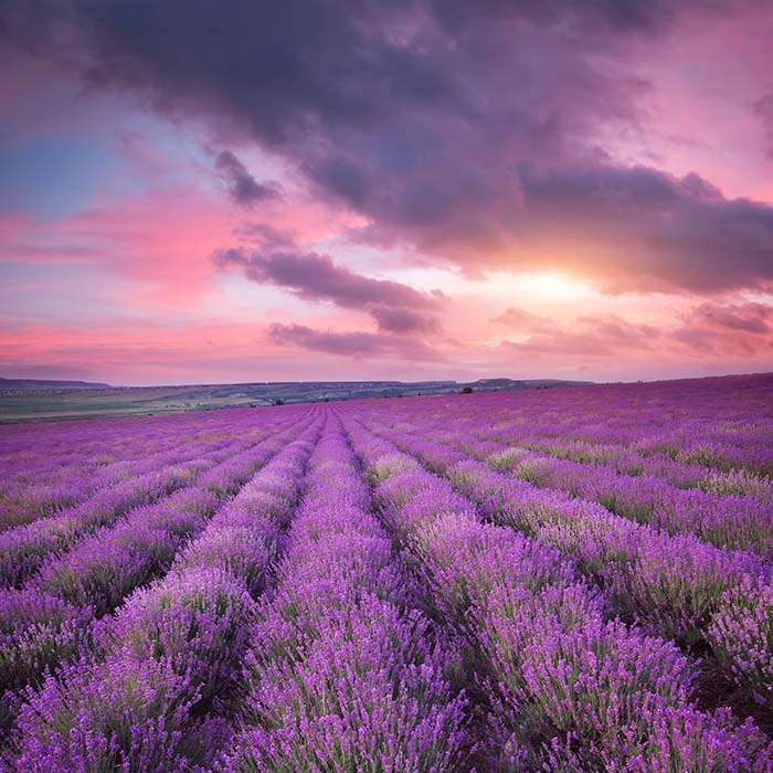 meadow-of-lavender-ZWPXHG7